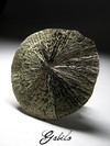 Collection sample Pyrite disk 630.90 carat 